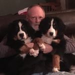 Profile Picture of Craig Schwarten (@little_bear_berners) on Instagram