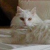 Profile Picture of Roberta Harvey (@robertasews) on Pinterest