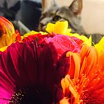 Profile Picture of K_Brooks (@katiebrooky22) on Instagram