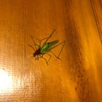 Profile Picture of Jonathan Conley Pelham (@jonathancpelham) on Instagram