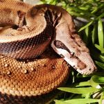 Profile Picture of Daryl and Eleanor the Boa Constrictors (@boa_constrictors_daryl_eleanor) on Instagram