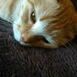 Profile Picture of Ted DeVries (@elvis_cat7) on Instagram