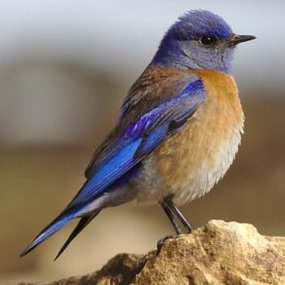Profile Picture of Livie Bluebird (@olivia_hook) on Twitter