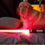 Profile Picture of Ginger Lucy Denny (@gingersjourney530) on Instagram