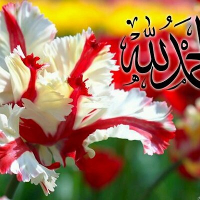 Profile Picture of Hamid Mustapha (@HamidMustapha3) on Twitter