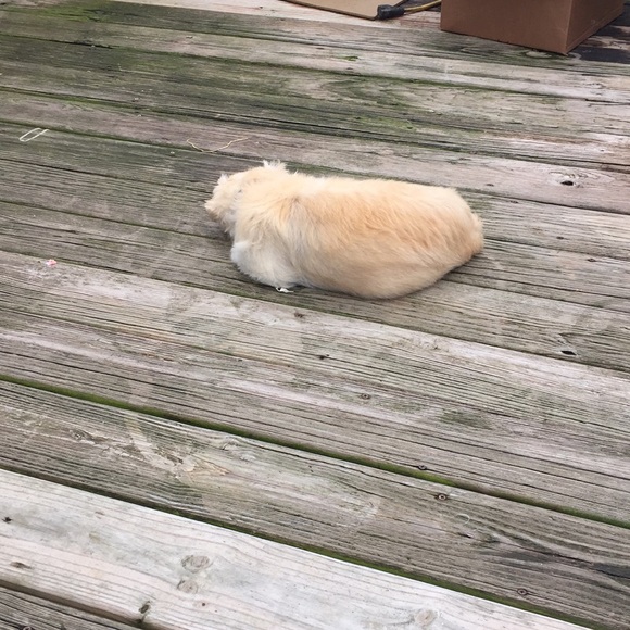 Profile Picture of Polly Holmes (@pollykenney) on Poshmark