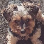 Profile Picture of Chris Glancy (@chrisglancy) on Instagram