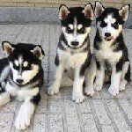 Profile Picture of Beto Che!!! (@harkibashambetorabtinadareh) on Instagram