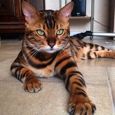 Profile Picture of Cleta Allen (@cletaallen43) on Twitter