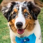 Profile Picture of Jack Diniz Australian Shepherd (@jackaustralianshepherd) on Instagram