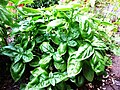 Profile Picture of Basil - Wikipediaon Wikipedia