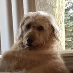 Profile Picture of Mark Shetler (@yooperhubby03) on Instagram