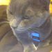 Profile Picture of Ivan Koch (@ivantheawesomecat) on Pinterest