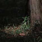 Profile Picture of Hayase (@ht.pooh) on Instagram