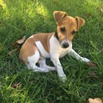 Jumper 🐾 - Instagram Profile Picture of Jumper 🐾 (@jack_russell_jumper) on Instagram