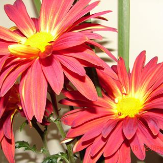 Profile Picture of Gail Shirley (@gail.shirley.585) on Facebook