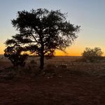 Profile Picture of Miranda Baldosky (@nest_in_the_west_az) on Instagram