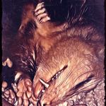 Profile Picture of Jason Blocker (@mypetpossum) on Instagram