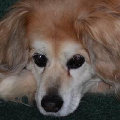 Profile Picture of Sara Lutterbie (@saralutterbie) on Twitter