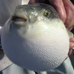 Profile Picture of 若狭ふぐの宿　下亟(しもじょう) (@fuguyado.shimojo) on Instagram