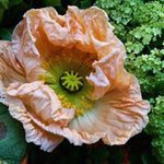 Profile Picture of Jonna Jacobsen (@jonnajacobsen) on Instagram