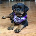 Profile Picture of Ursula Urbano (@ula_the_rottie) on Instagram