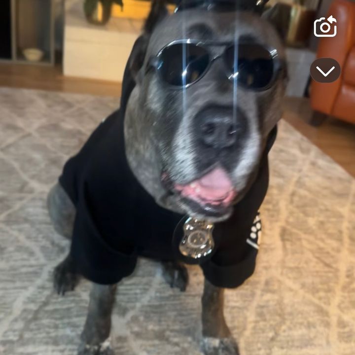 randall - Tiktok Profile Picture of randall (@randallllamas) on Tiktok