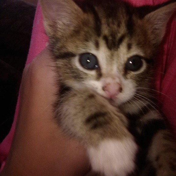 Profile Picture of Lily Cates (@lily_cates) on Poshmark