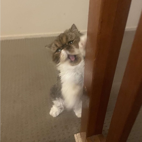 Profile Picture of Jordyn Sticklen (@jordynsticklen) on Poshmark