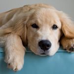 Profile Picture of sophia walters (@sophiawalters5207) on Instagram