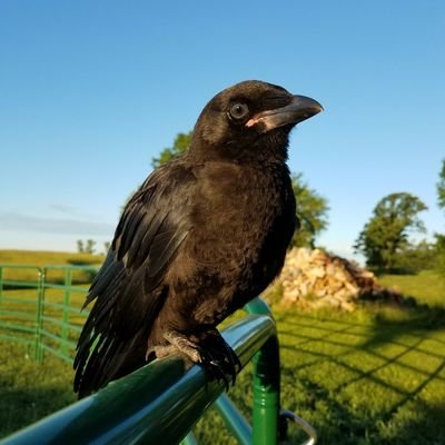 Profile Picture of Crazy Crow (@beyl_lorrie) on Twitter