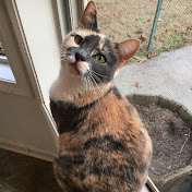 Profile Picture of Phyllis Kirby (@pdkirb) on Youtube