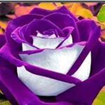 Profile Picture of annika L. Danielsen (@annika_l._danielsen) on Instagram