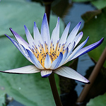 Profile Picture of Fee Chin (@fee chin) on Flickr