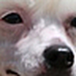 Profile Picture of Deborah Bray (@debs nz) on Flickr