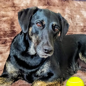 Profile Picture of Alois Leitenbauer (@Donautalduo) on Youtube