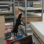 Profile Picture of Kenson K9 Solutions Ltd. (@tracey.peterson.71) on Instagram