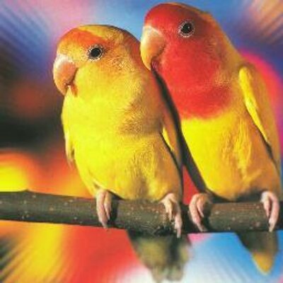 Profile Picture of GARY MICKLE (@garymickle1) on Twitter