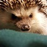 Profile Picture of Vladimir Brantley (@vladimiralexandertheimpaler) on Instagram