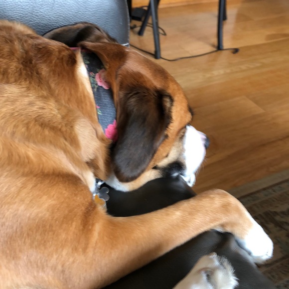 Profile Picture of Stacy Ruscheinsky (@s_ruscheinsky) on Poshmark