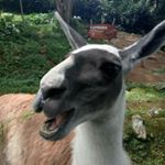 Profile Picture of Lambe_kevin (@lambe7) on Instagram