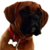 Profile Picture of Henry Boxer (@Henry_Boxer) on Twitter