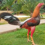 Armando Chang - Facebook Profile Picture of Armando Chang (@Armando-Chang) on Facebook