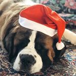 Profile Picture of SAINT BERNARD DOG 🐶 (@im_queen_belly) on Instagram