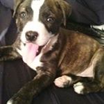 Profile Picture of Michael Pulsinelli (@miquelpoison) on Instagram