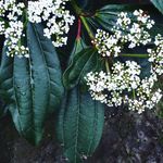 Profile Picture of Jennifer Anne Sullins (@jenniferannesullins) on Instagram