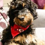 Profile Picture of Barney and Shirley (the human) (@barneypoo_queensferry) on Instagram