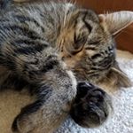 Profile Picture of Kerry Childers (@kerry.l.childers) on Instagram