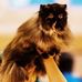 Profile Picture of Kristina Englund (Cute Shade's Persian Cats) (@kristina.englund.9) on Facebook