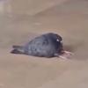 Profile Picture of Jesse Coulter (@jesse5687347) on Tiktok